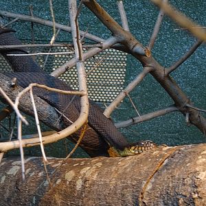 Snake ID (Reptile House)