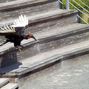 Southern ground hornbill (Bucorvus leadbeateri)