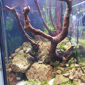 Lake Patzcuaro salamander