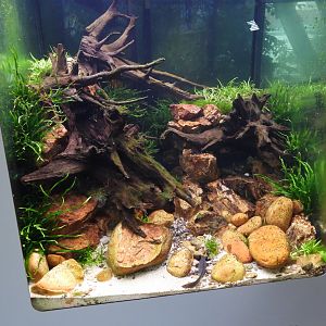 Axolotl Tank