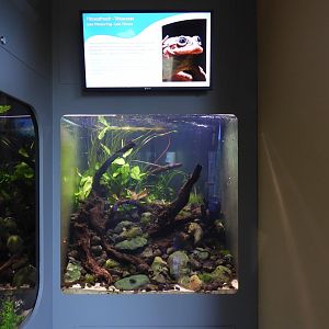 Lake Titicaca frog tank