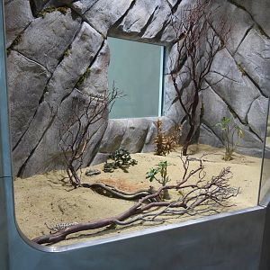 Namaqua chameleon (Chamaeleo namaquensis)