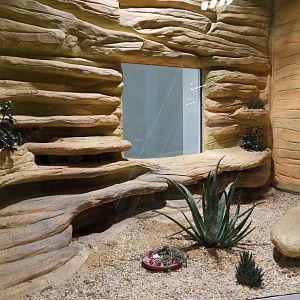 Pancake tortoise (Malacochersus tornieri)