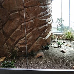 Giant dragon lizard (Smaug giganteus)