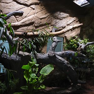 Philippine sailfin lizard & Painted wood turtle