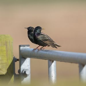European Starlings, Wild, UK