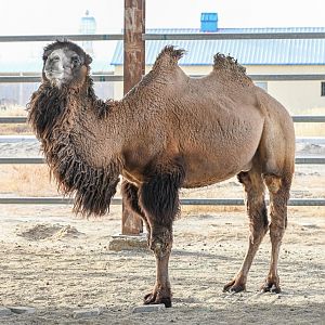 Wild Bactrian Camel