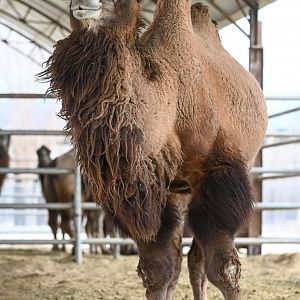 Wild Bactrian Camel
