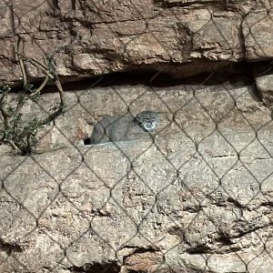 Pallas Cat