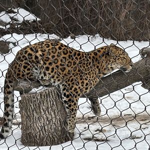Amur Leopard