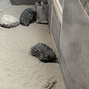 Short Beaked Echidna