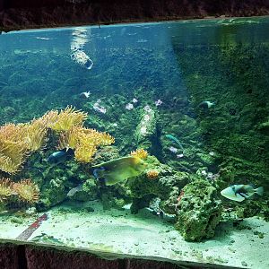 Pavilion of Cold-blooded Animals - Aquarium 1