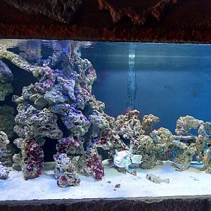 Pavilion of Cold-blooded Animals - Aquarium 2