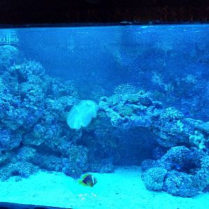 Pavilion of Cold-blooded Animals - Aquarium 3