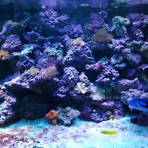 Pavilion of Cold-blooded Animals - Aquarium 4