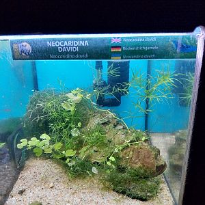 Pavilion of Cold-blooded Animals - Neocaridina davidi)