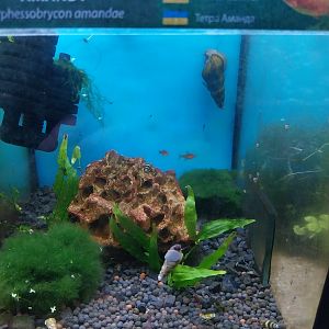 Pavilion of Cold-blooded Animals - Ember Tetra (Hyphessobrycon amandae)