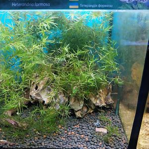 Pavilion of Cold-blooded Animals - Least Killifish (Heterandria formosa)