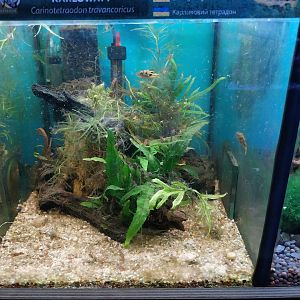 Pavilion of Cold-blooded Animals - Dwarf Pufferfish (Carinotetraodon travancoricus)