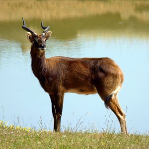 Mrs Gray's lechwe (Kobus megaceros)