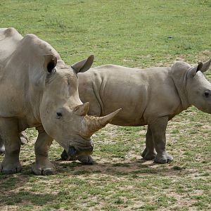 Southern white rhinoceros (Ceratotherium simum simum)