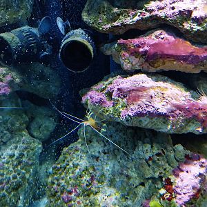 Pavilion of Cold-blooded Animals - Pacific Cleaner Shrimp