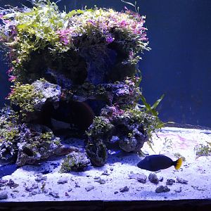 Pavilion of Cold-blooded Animals - Orange-lined Triggerfish (Balistapus undulatus) and ???