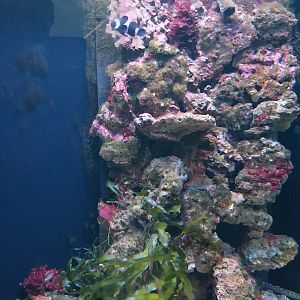 Pavilion of Cold-blooded Animals - Ocellaris Clownfish (Amphiprion ocellaris) and Canary Wrasse (Halichoeres chrysus)