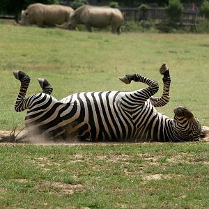 Grant's zebra (Equus quagga boehmi)