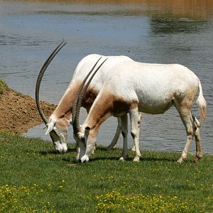 Scimitar oryx (Oryx dammah)