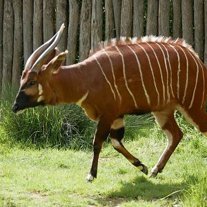 Mountain bongo (Tragelaphus eurycerus isaaci)