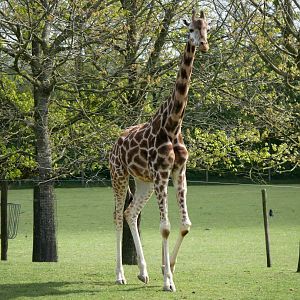 Rothschild's giraffe (Giraffa camelopardalis camelopardalis)