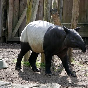 Malayan tapir (Tapirus indicus)