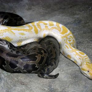Burmese python (Python bivittatus)