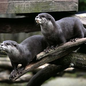 Asian small-clawed otter (Aonyx cinereus)
