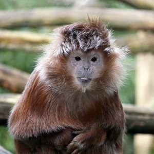 Javan langur (Trachypithecus auratus)