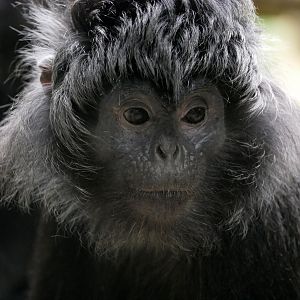Javan langur (Trachypithecus auratus)