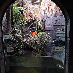 Pavilion of Cold-blooded Animals - Black Caiman (Melanosuchus niger)