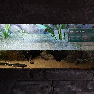 Pavilion of Cold-blooded Animals - Iberian Ribbed Newt (Pleurodeles waltl)