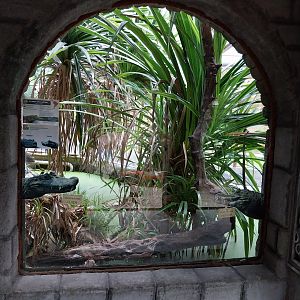 Pavilion of Cold-blooded Animals - Colombia Spectacled Caiman (Caiman crocordilus crocodilus)