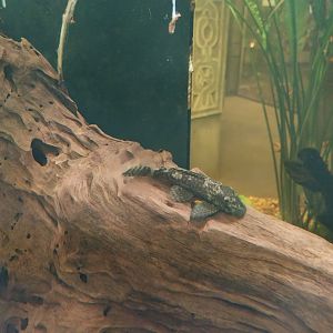 Pavilion of Cold-blooded Animals - Leopard Pleco (Pterygoplichthys gibbiceps)