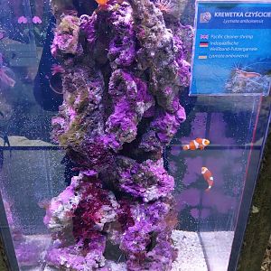 Pavilion of Cold-blooded Animals - Ocellaris Clownfish (Amphiprion ocellaris) and Pacific Cleaner Shrimp (Lysmata amboinensis)