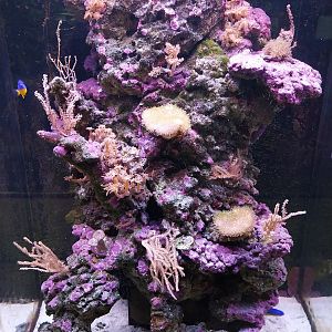 Pavilion of Cold-blooded Animals - Azure Damselfish (Chrysiptera hemicyanea) and Electric Blue Hermit Crab (Calcinus elegans)