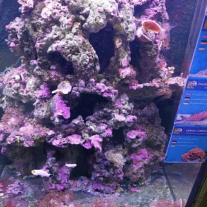 Pavilion of Cold-blooded Animals - Aquarium