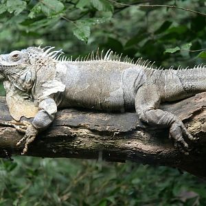 Green iguana (Iguana iguana)