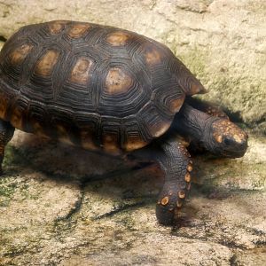Yellow-footed tortoise (Chelonoidis denticulatus)