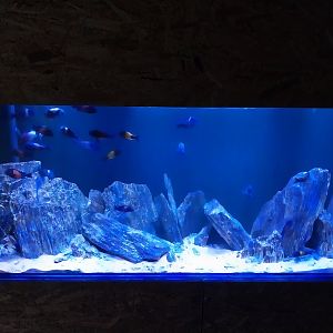 Pavilion of Cold-blooded Animals - White Spotted Cichlid (Tropheus duboisi)