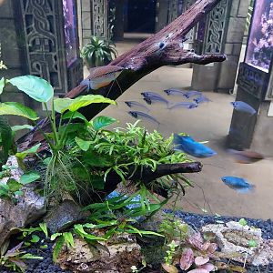 Pavilion of Cold-blooded Animals - Southeast-Asian tank