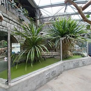 Pavilion of Cold-blooded Animals - Colombia Spectacled Caiman (Caiman crocodilus crocodilus)