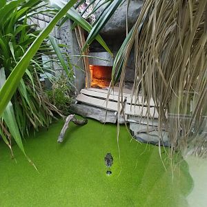 Pavilion of Cold-blooded Animals - Colombia Spectacled Caiman (Caiman crocodilus crocodilus)